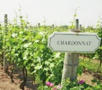 Niagara vineyard